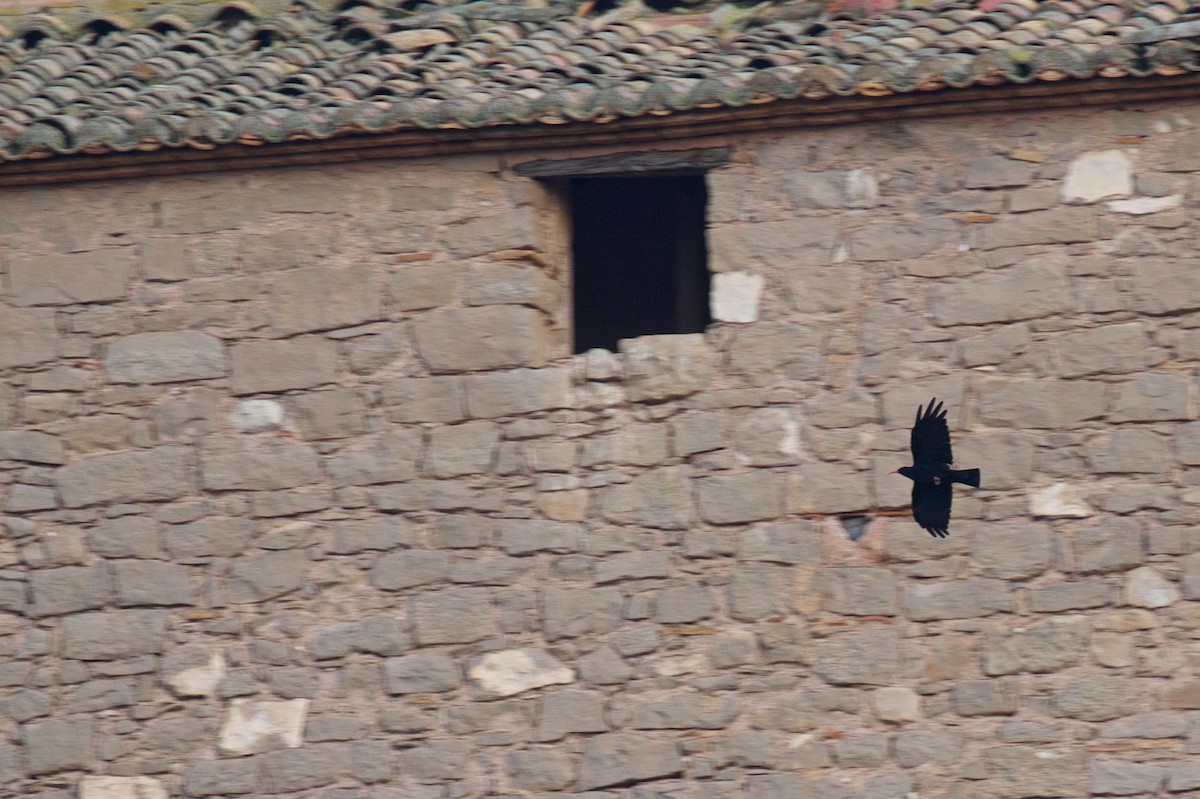 Red-billed Chough - ML608881368