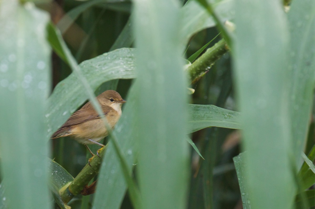 Common Reed Warbler - ML608881369