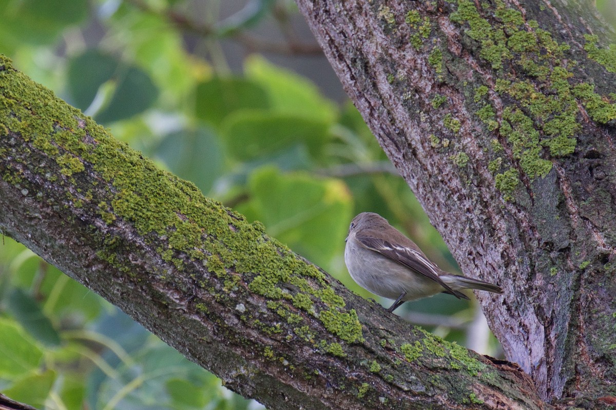 European Pied Flycatcher - ML608881378