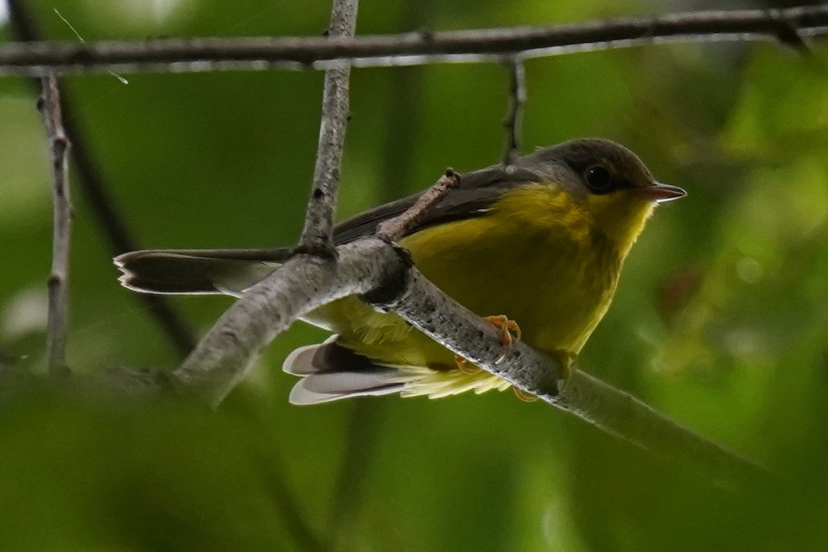 Canada Warbler - ML608881386