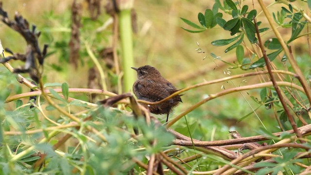 Eurasian Wren (Iceland) - ML608881392