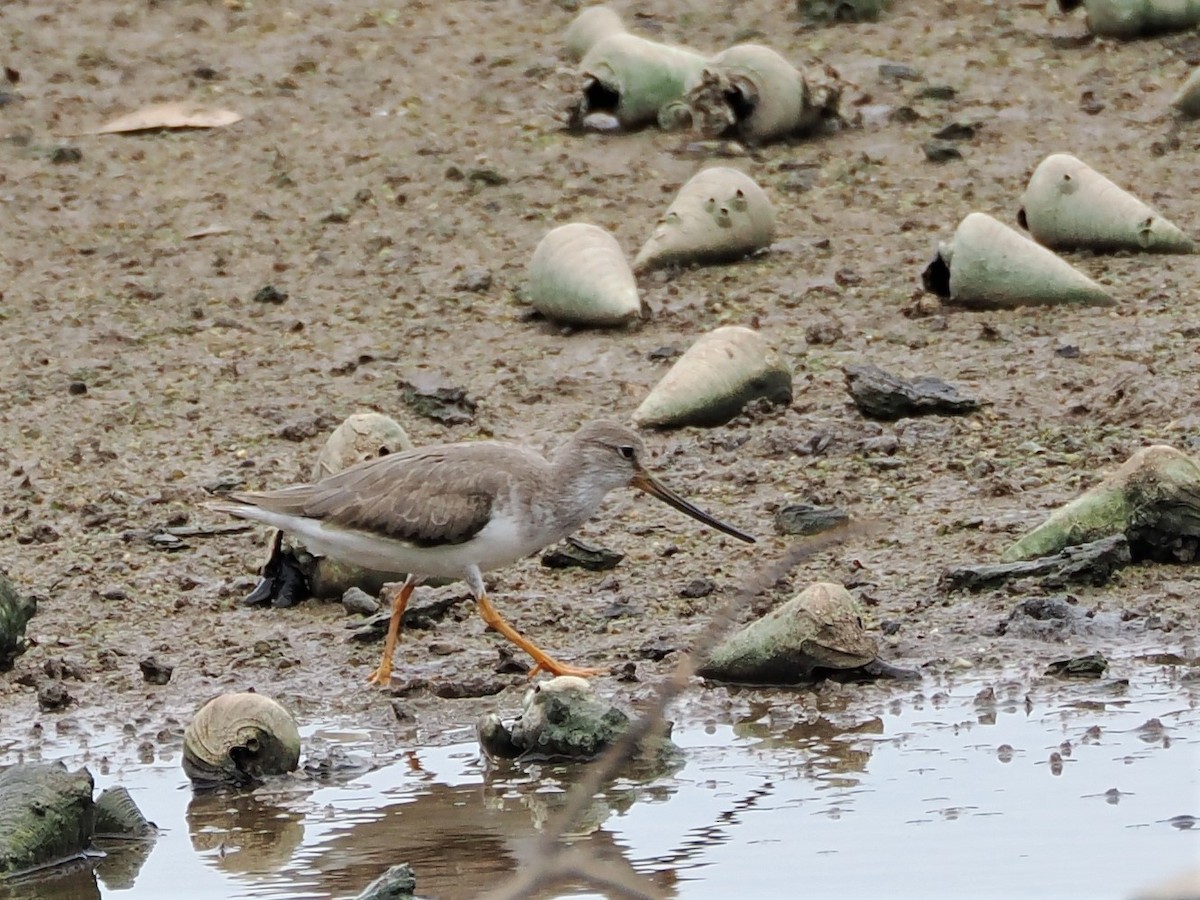 Terek Sandpiper - ML608881393