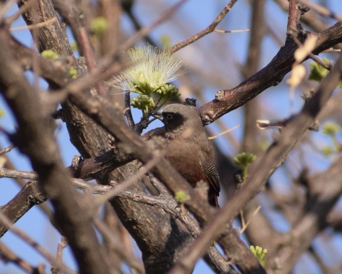 Black-faced Waxbill - ML608881439