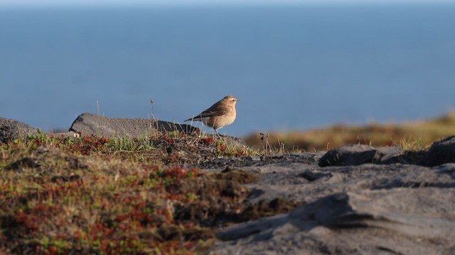 Northern Wheatear (Greenland) - ML608881443