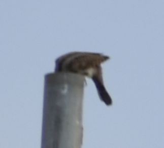 Eurasian Wryneck - ML608881465