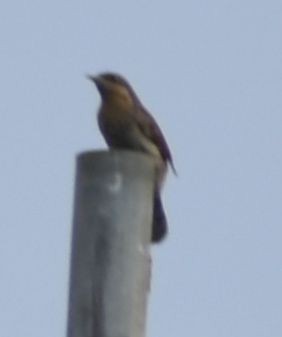Eurasian Wryneck - ML608881466