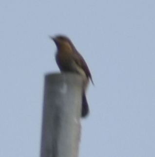 Eurasian Wryneck - ML608881467