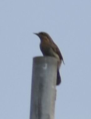 Eurasian Wryneck - ML608881468