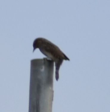 Eurasian Wryneck - ML608881469