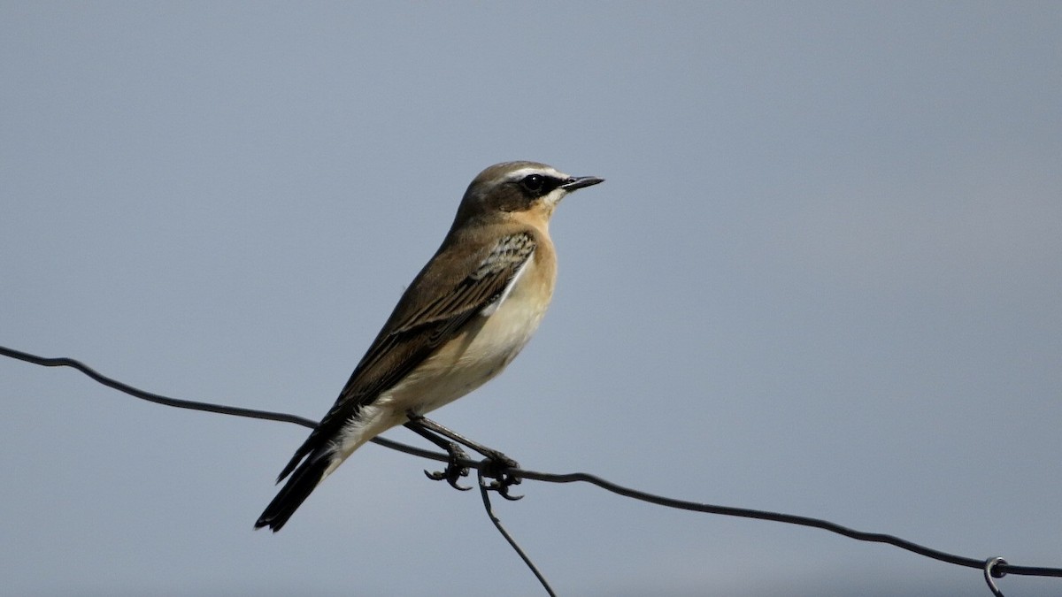 Northern Wheatear - ML608881491
