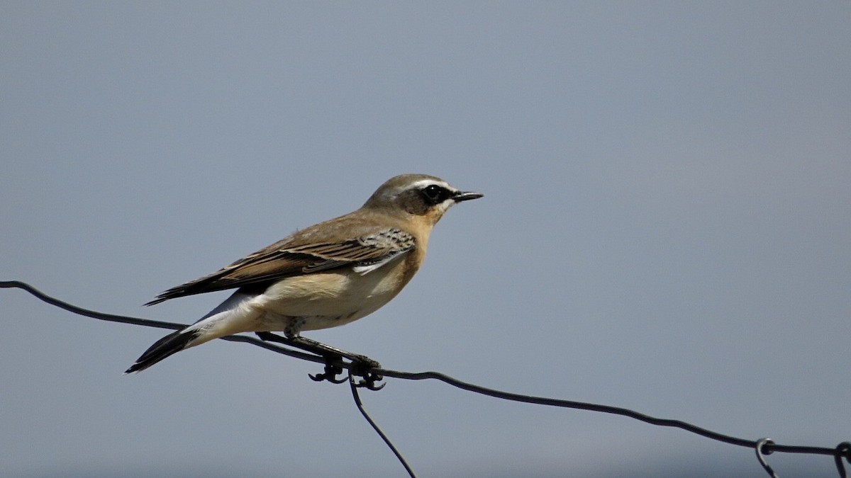 Northern Wheatear - ML608881492