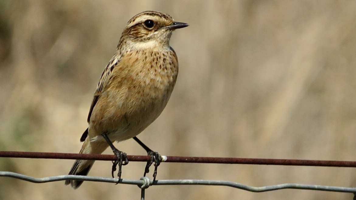 Braunkehlchen - ML608881513