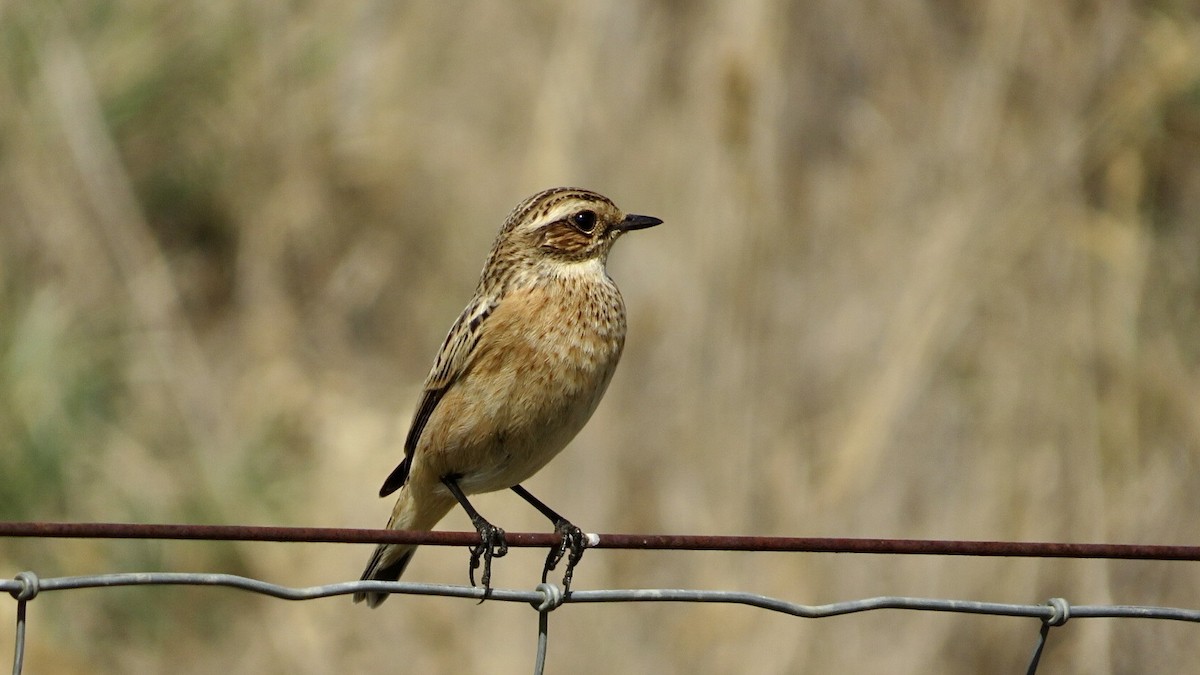 Braunkehlchen - ML608881514