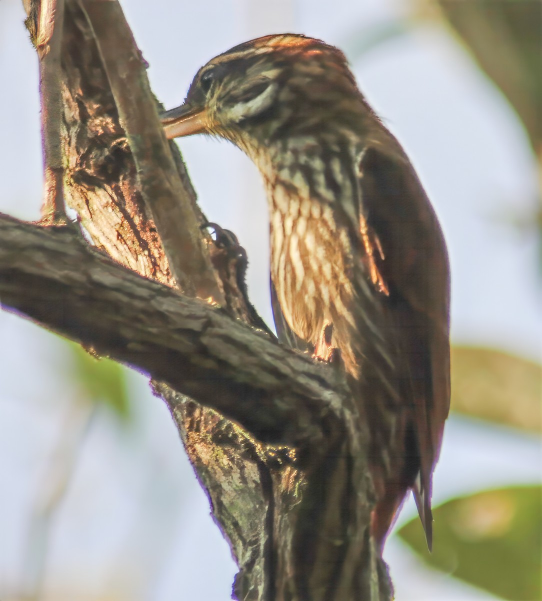 Streaked Xenops - ML608881609