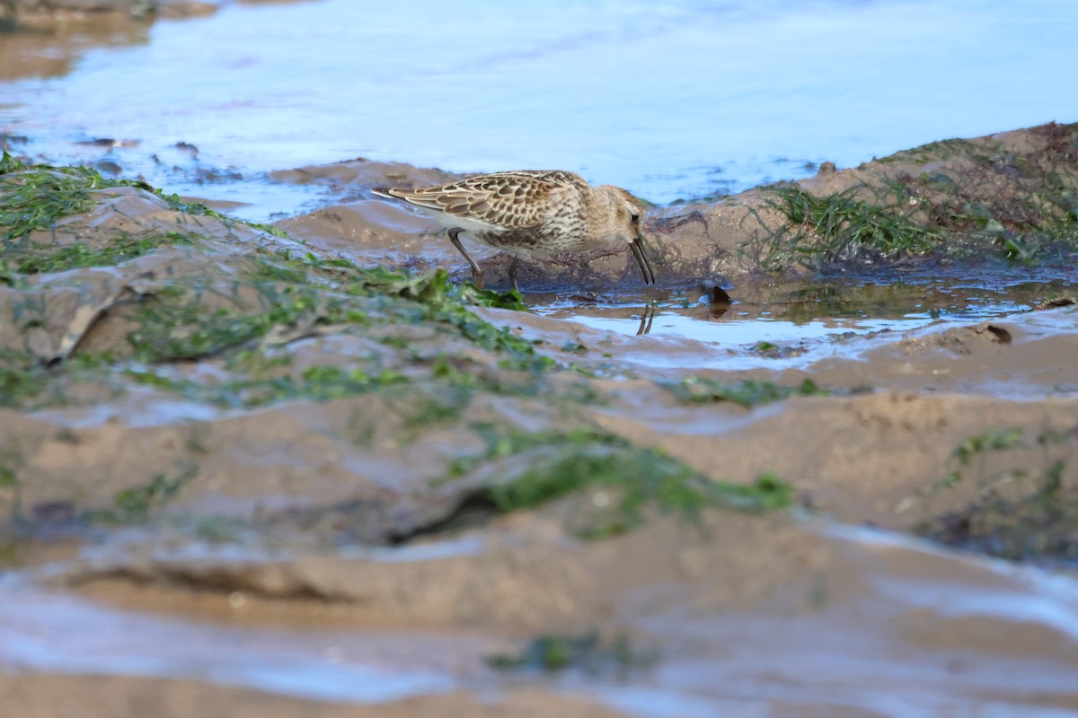 Dunlin - Gareth Bowes