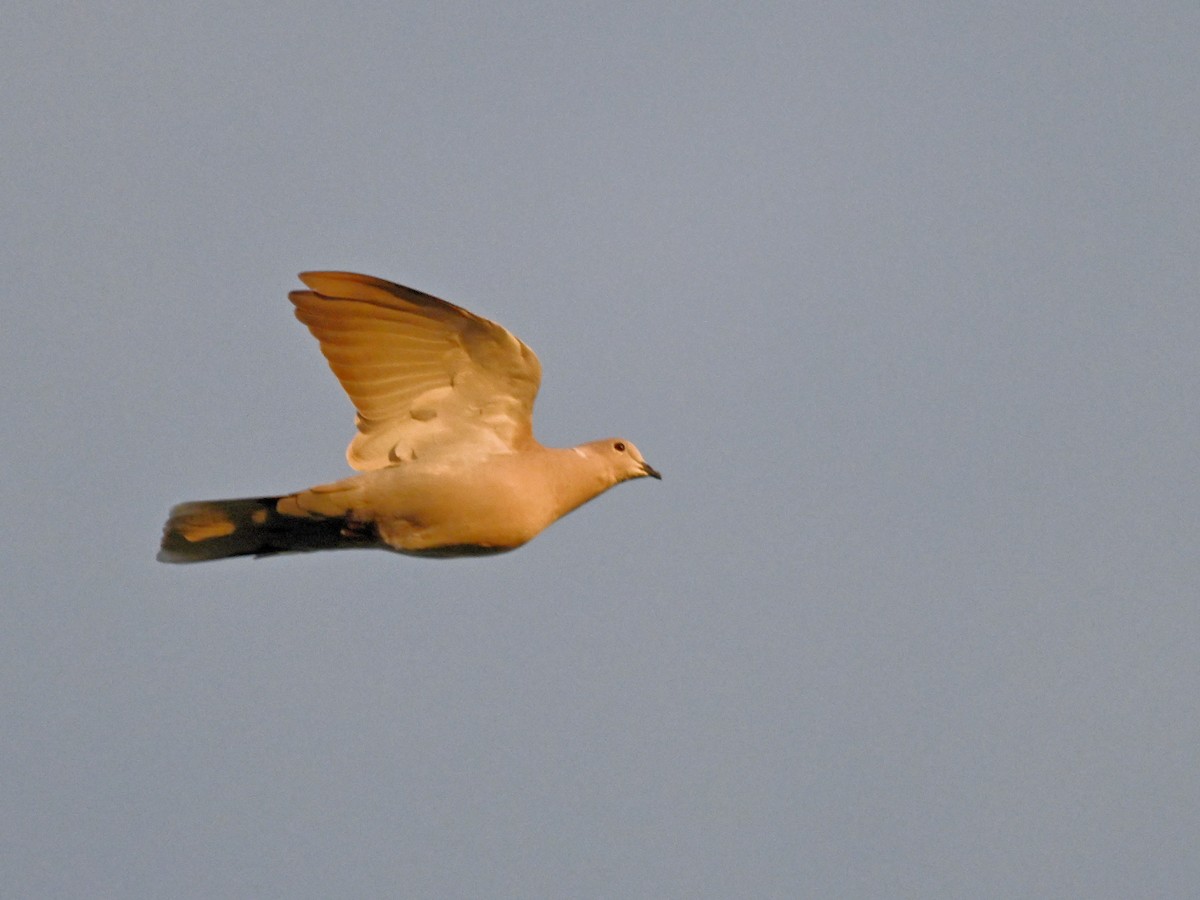 Eurasian Collared-Dove - Alan Van Norman