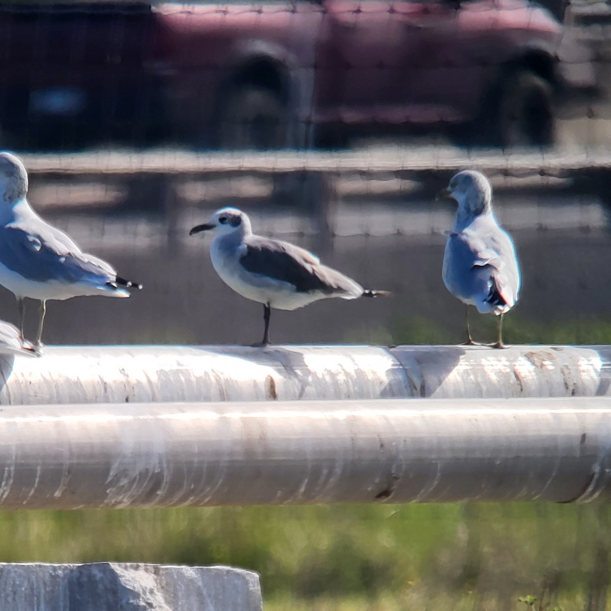 Laughing Gull - ML608881737