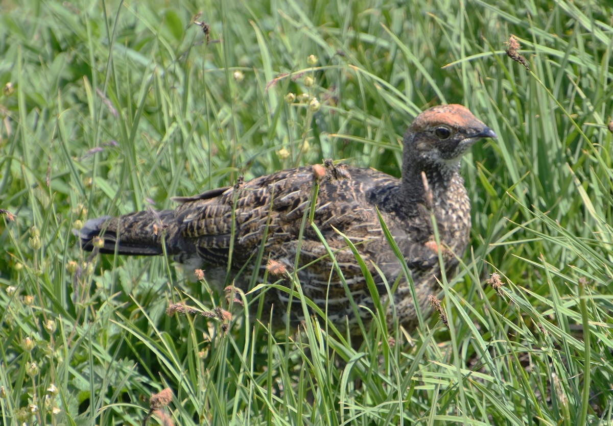 Sooty Grouse - ML608881807