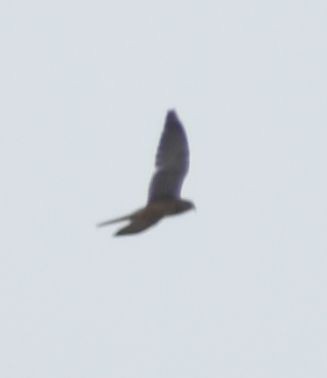 Eurasian Kestrel - ML608881909