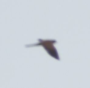 Eurasian Kestrel - ML608881911