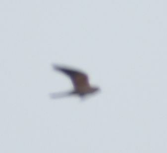 Eurasian Kestrel - ML608881913