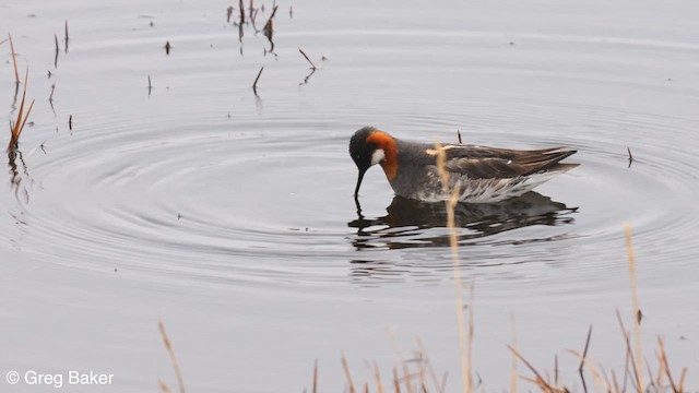 Phalarope à bec étroit - ML608882017