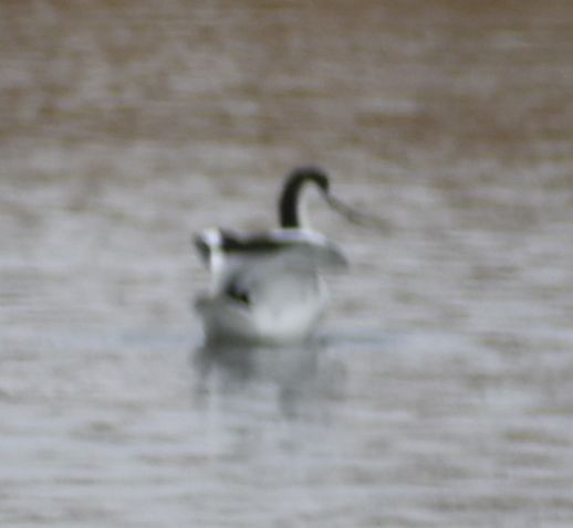 Pied Avocet - ML608882053