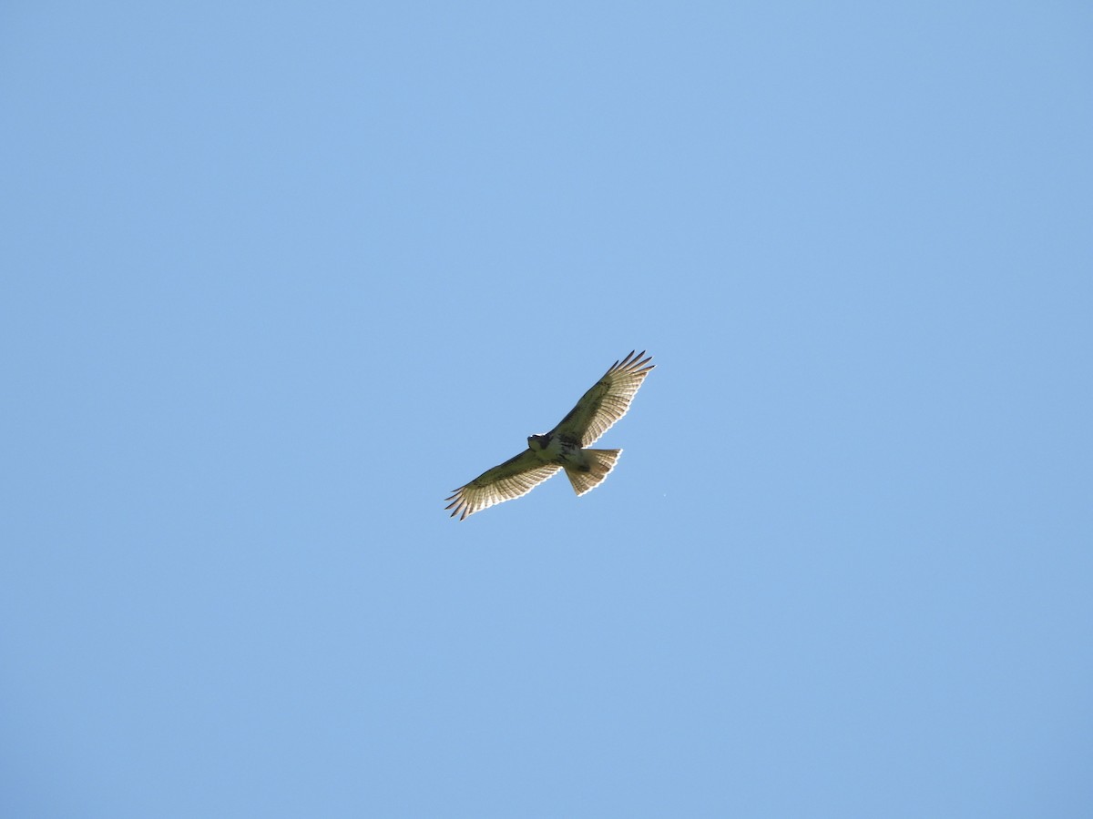 Red-tailed Hawk - ML608882114