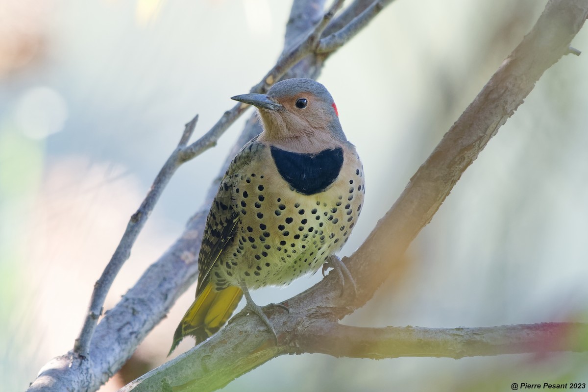 Northern Flicker - ML608882210