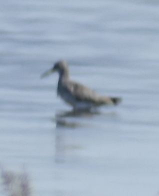 Common Redshank - ML608882362