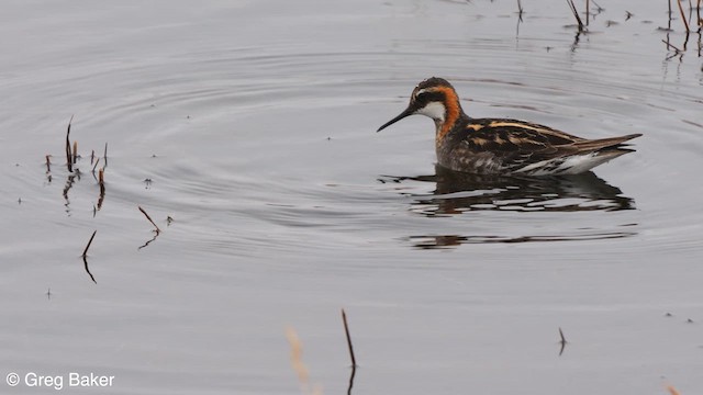 Red-necked Phalarope - ML608882584