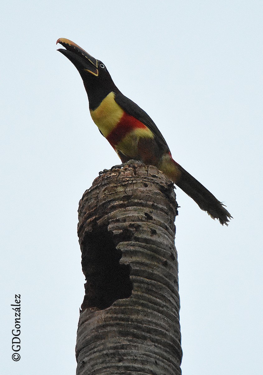 Chestnut-eared Aracari - ML608882688