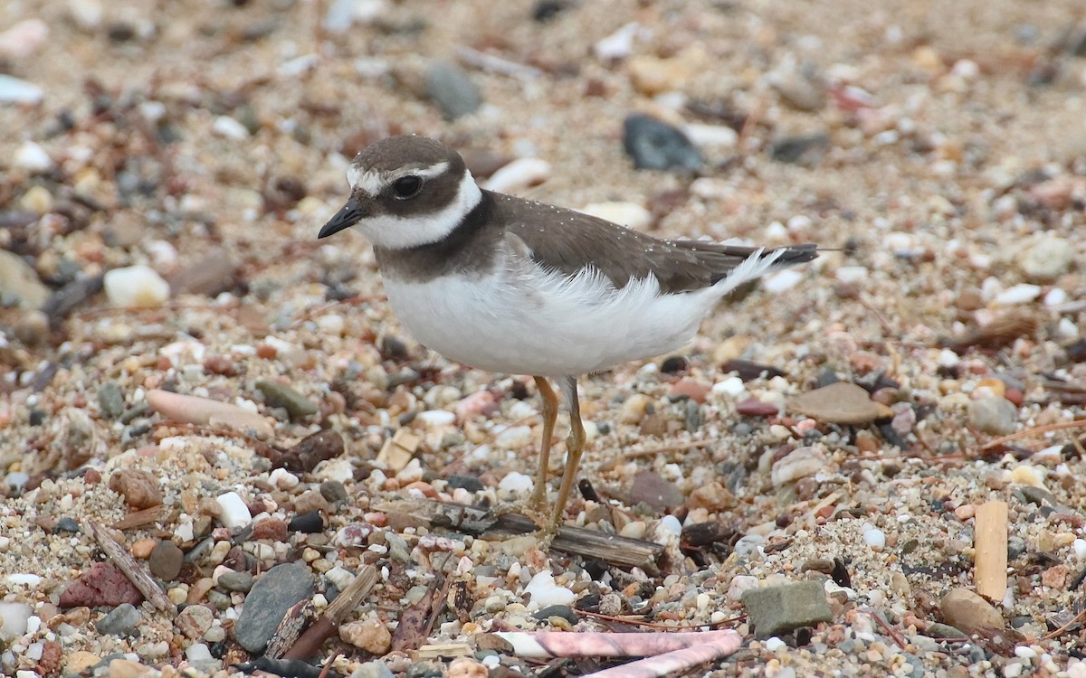 Common Ringed Plover - ML608882853
