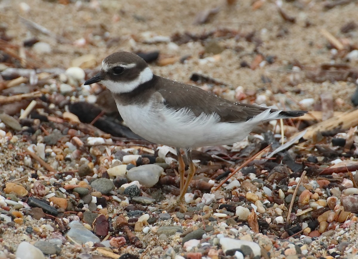 Common Ringed Plover - ML608882854