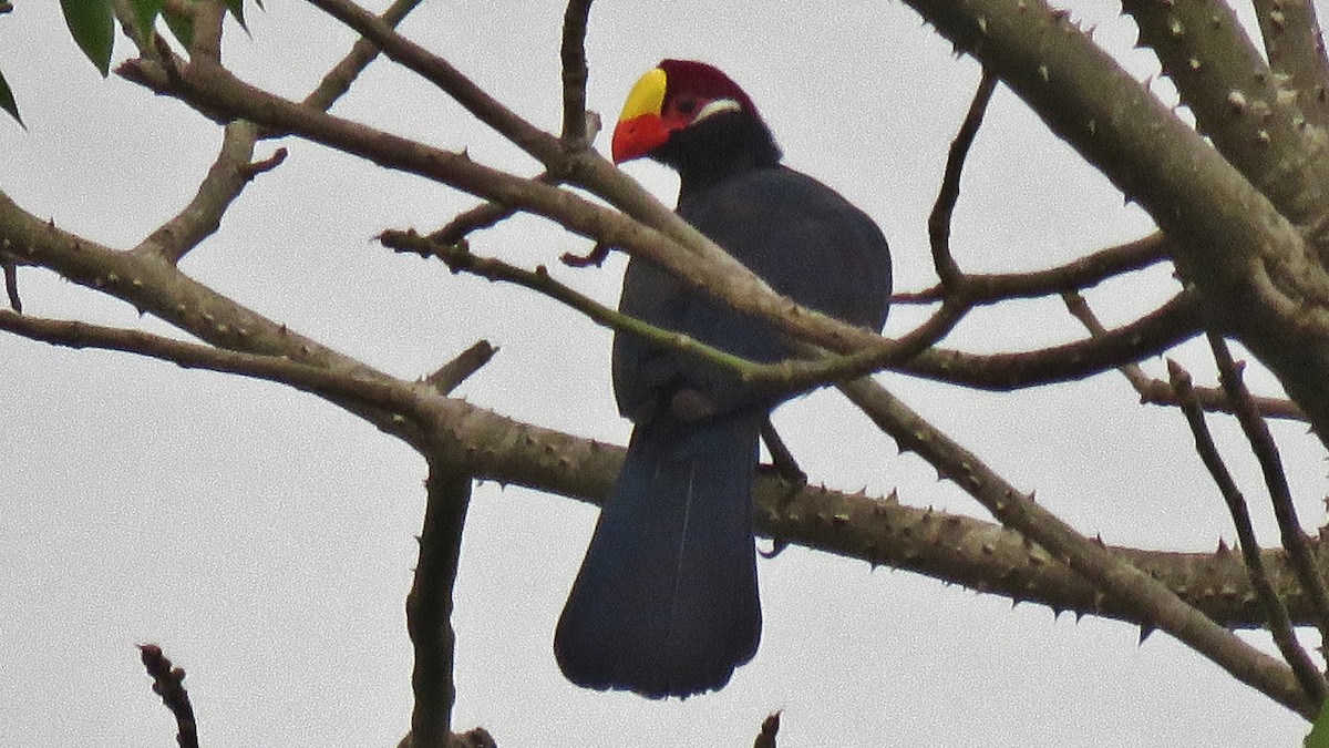 Violet Turaco - ML608882926