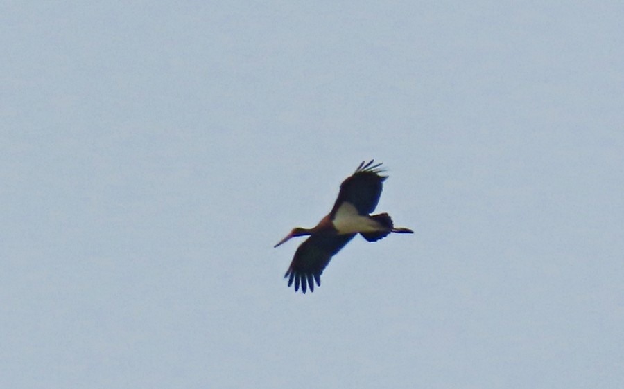 Black Stork - ML608883006