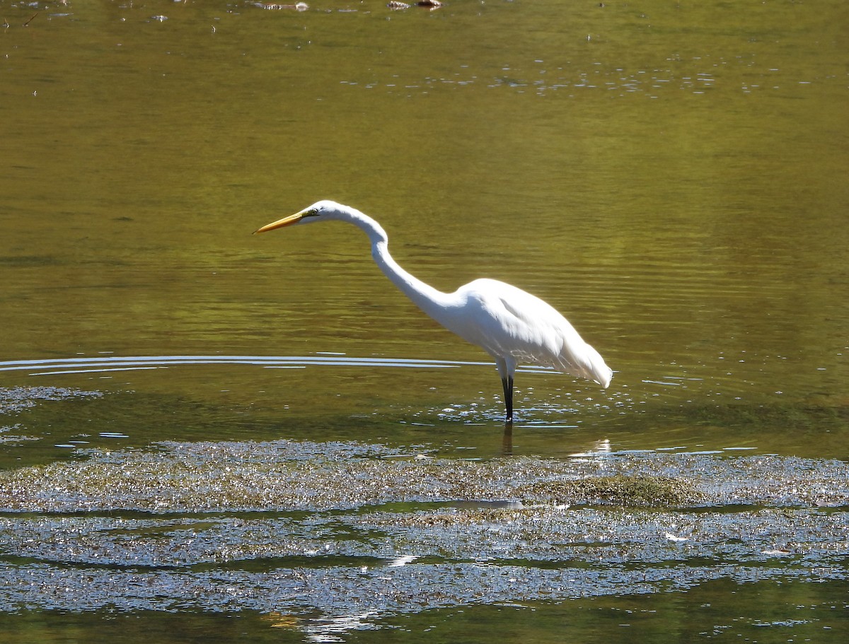 Great Egret - ML608883008