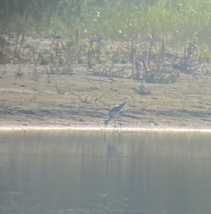 Black-winged Stilt - ML608883040