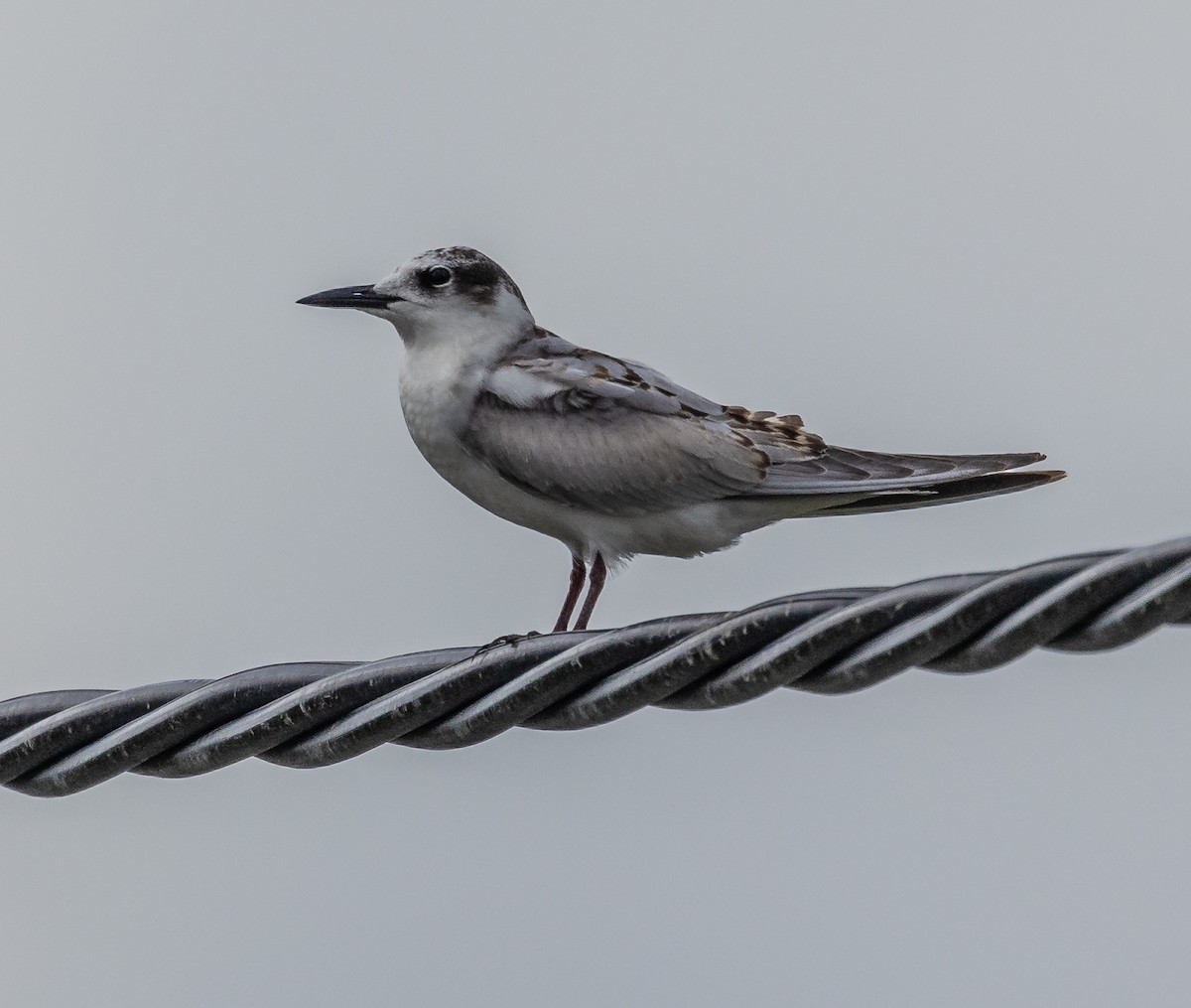 Whiskered Tern - ML608883218