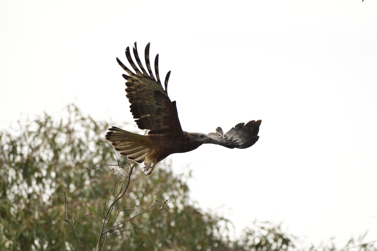 Square-tailed Kite - ML608883304