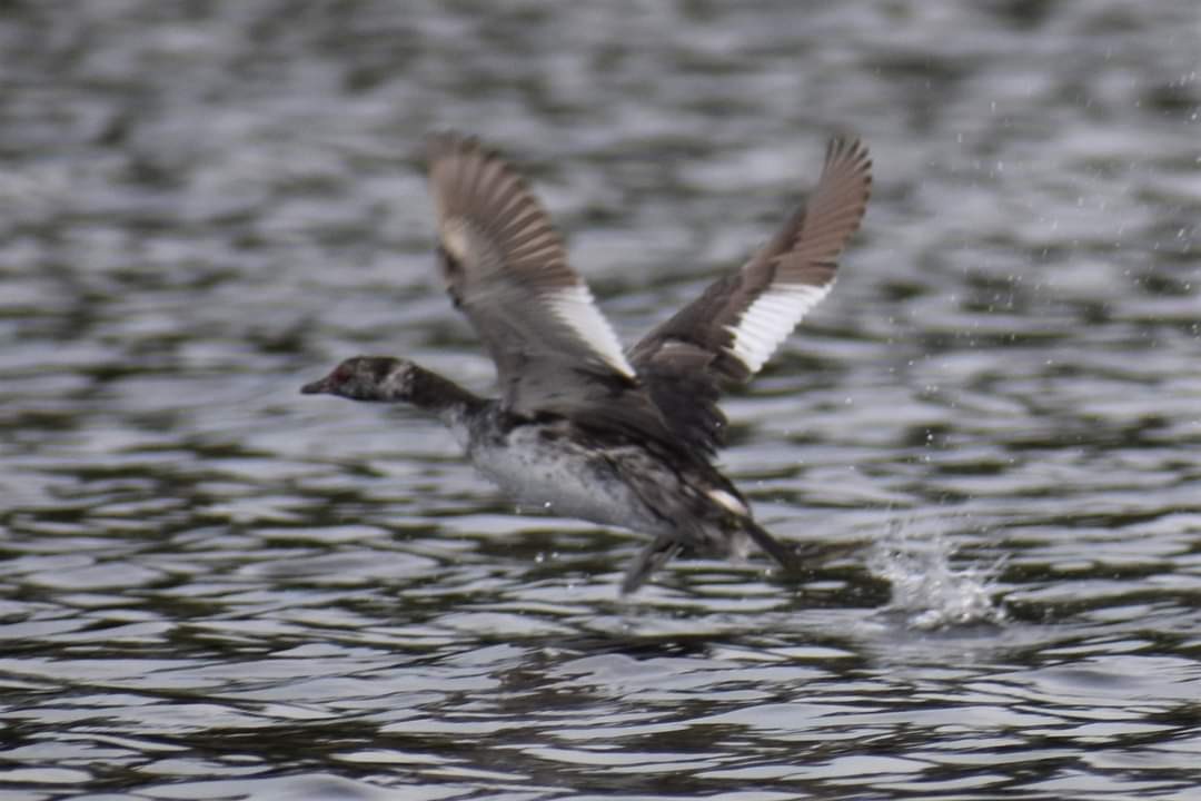 Horned Grebe - ML608883515