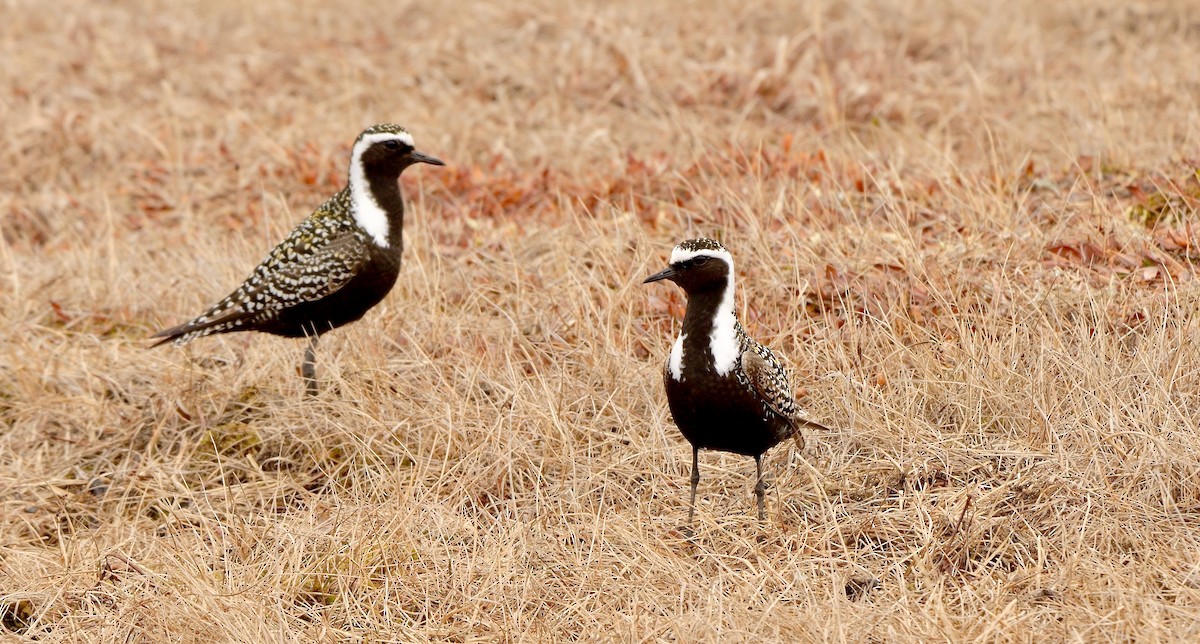 American Golden-Plover - ML608883534