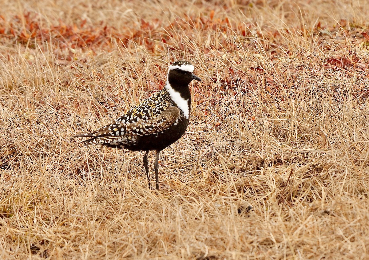 American Golden-Plover - ML608883535