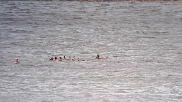 Northern Pintail - ML608883551