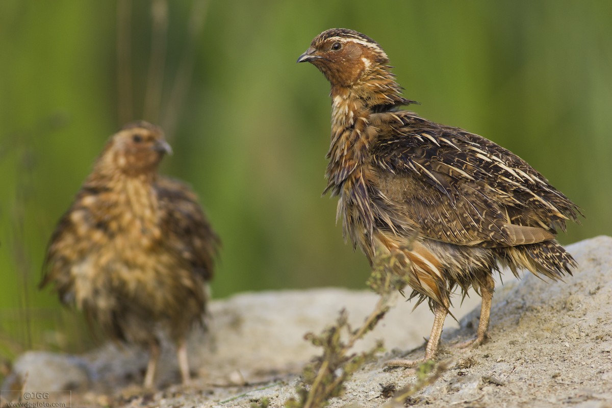 Common Quail - ML608883634