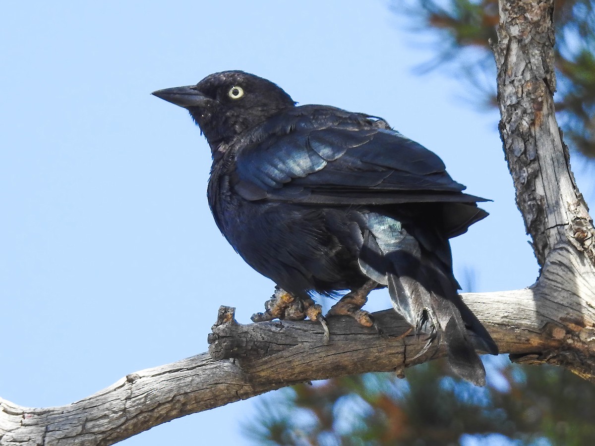 Brewer's Blackbird - ML608883652