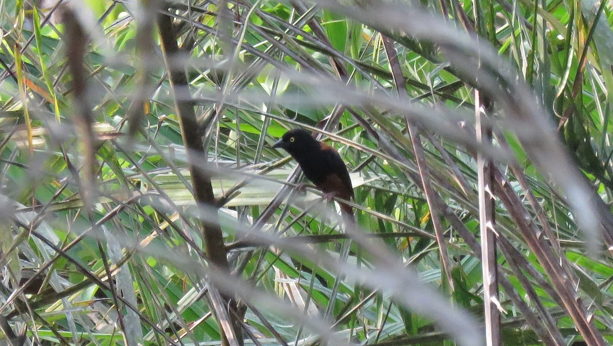 Chestnut-and-black Weaver - Martien Prins