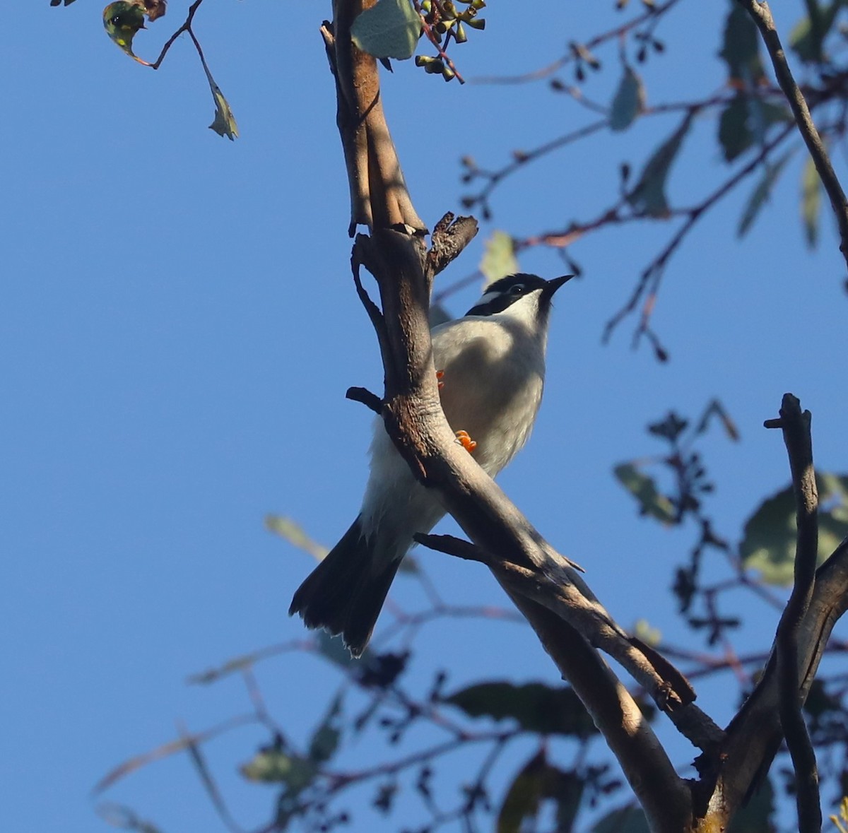 Black-chinned Honeyeater (Black-chinned) - Steven Edwards