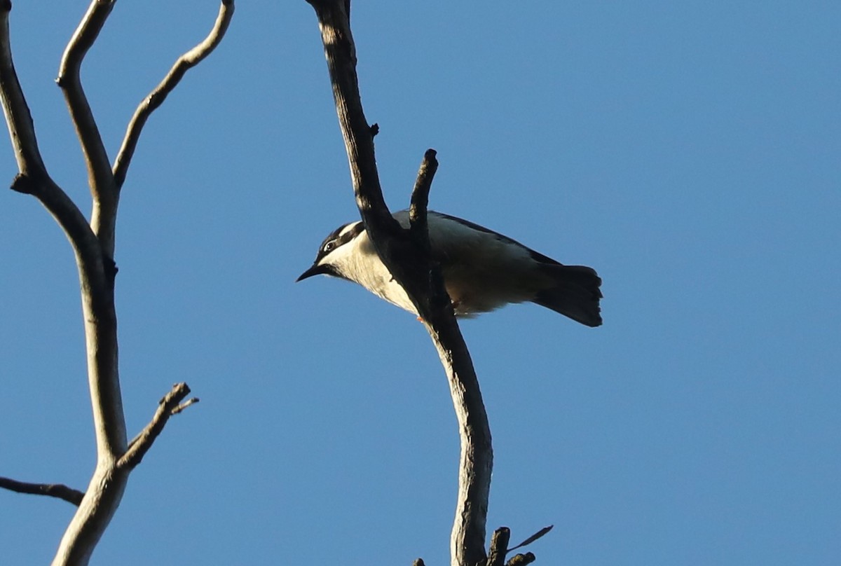 Black-chinned Honeyeater (Black-chinned) - Steven Edwards