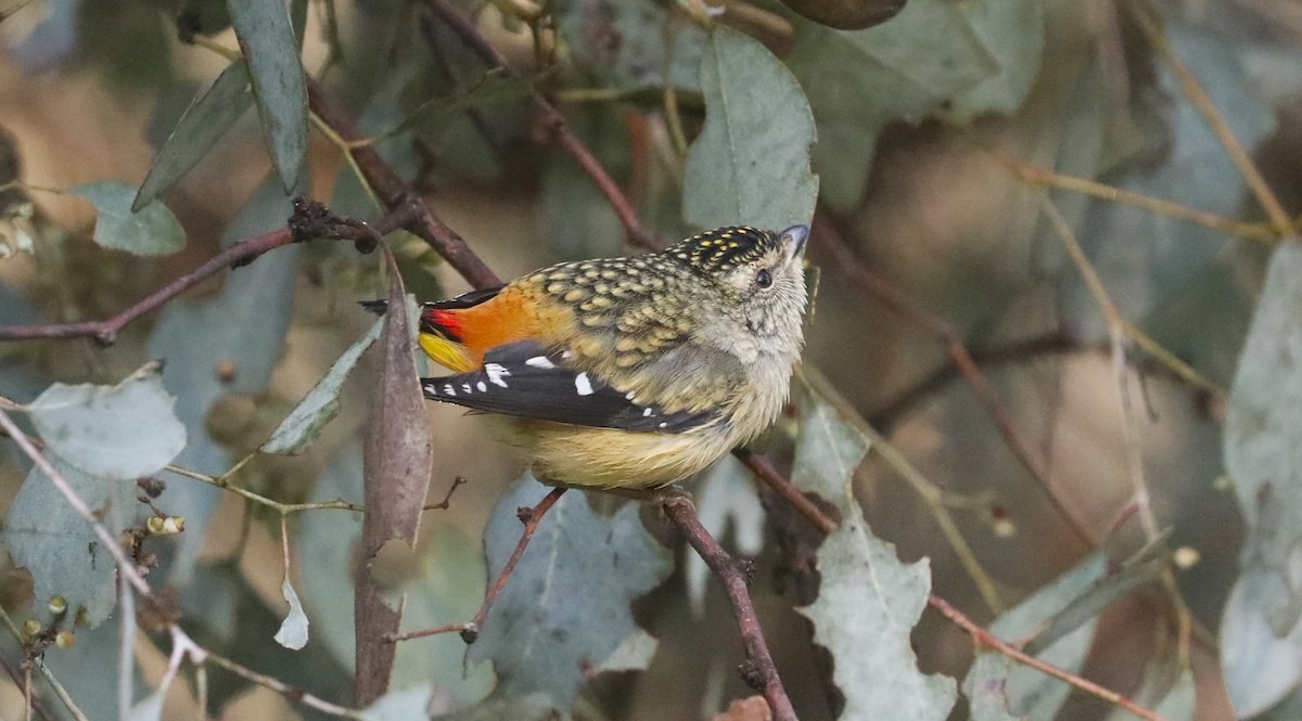 Spotted Pardalote - Steven Edwards